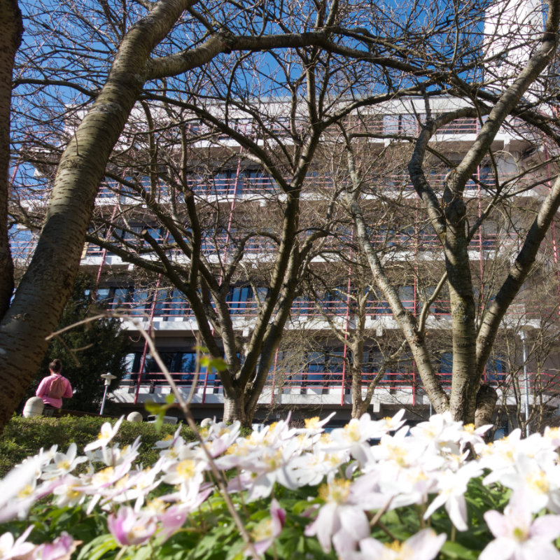 Hintergrund: Universitätsgebäude Hölderlinstraße. Davor Bäume ohne Blätter. Im Vordergrund weiße Blüten.